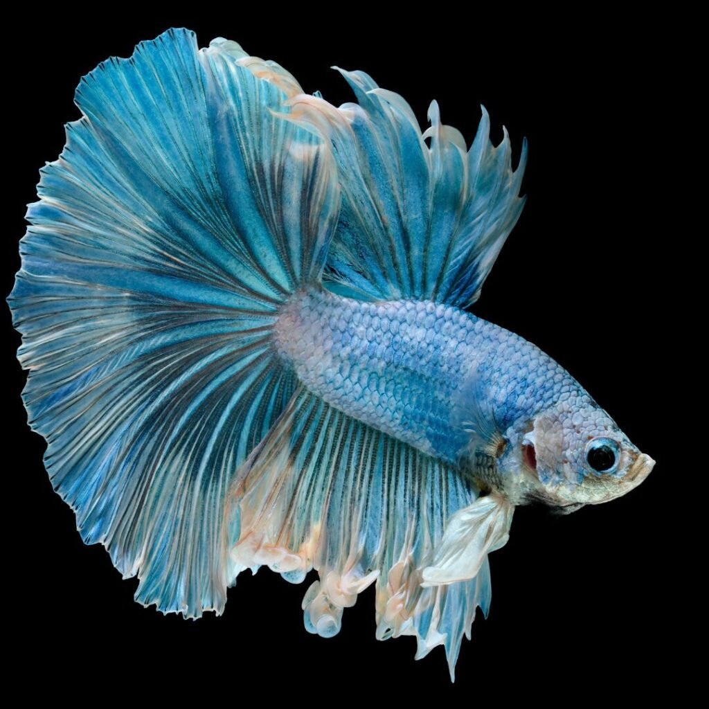 How Long Can A Betta Fish Go Without Food?