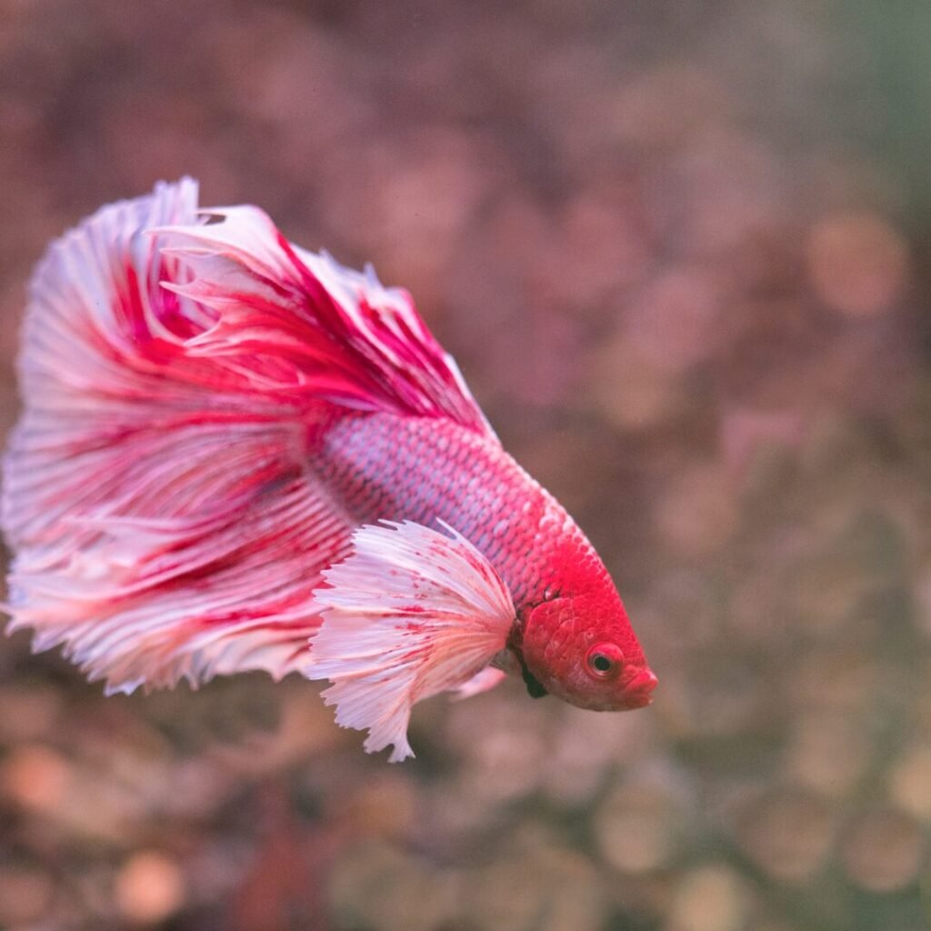 How Long Can A Betta Fish Go Without Food?