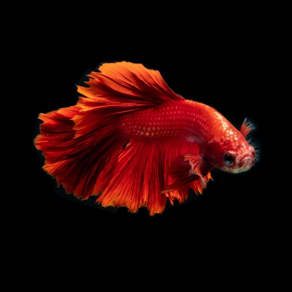 Orange Betta Fish