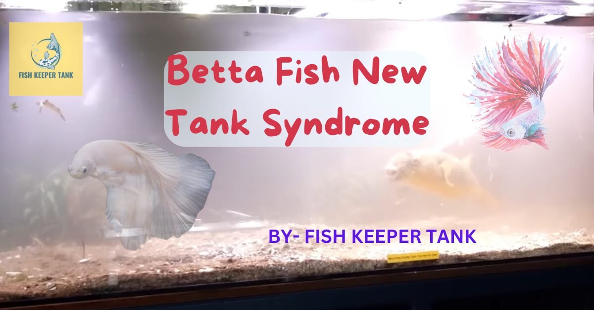 Betta Fish New Tank Syndrome: Cloudy Fish Tank