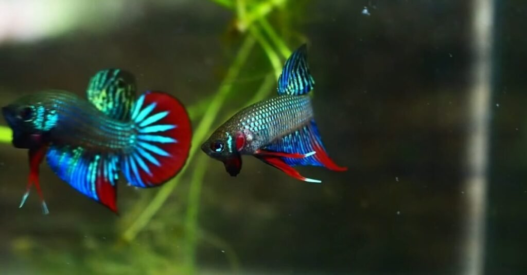 Peaceful Betta Fish Betta Imbellis