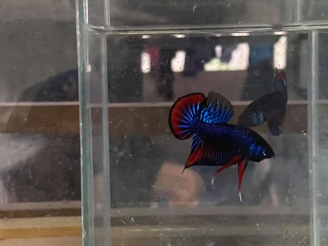 Betta Imbellis The Peaceful Betta