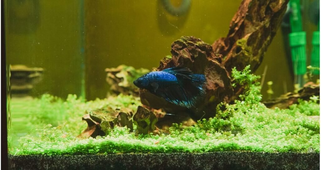 Betta Fish New Tank Syndrome: Cloudy Fish Tank