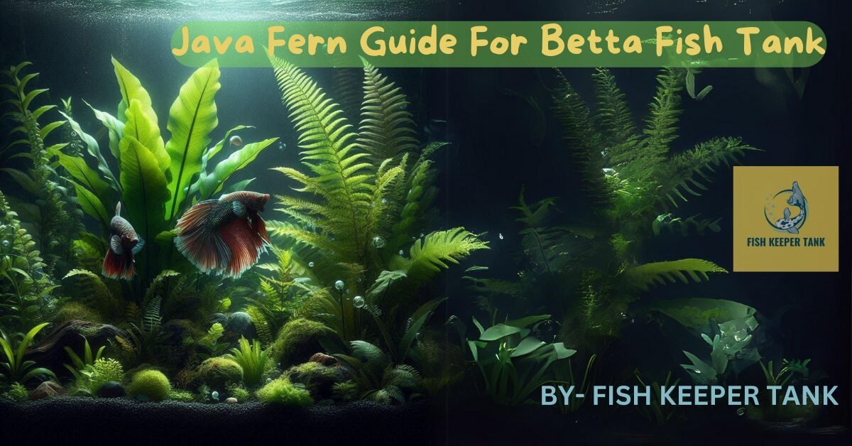 Java Fern Guide For Betta Fish Tank