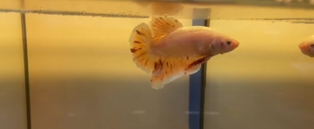 Orange Dalmatian Betta