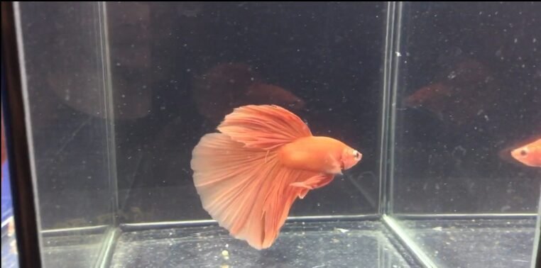 Orange Halfmoon Betta