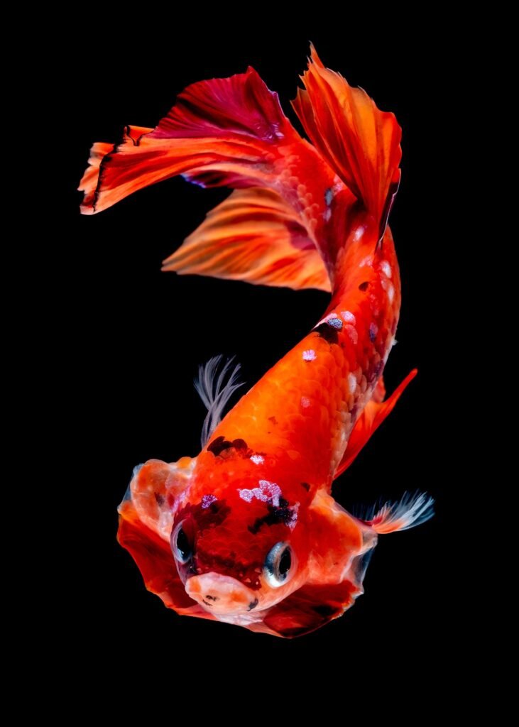 Orange Koi Betta