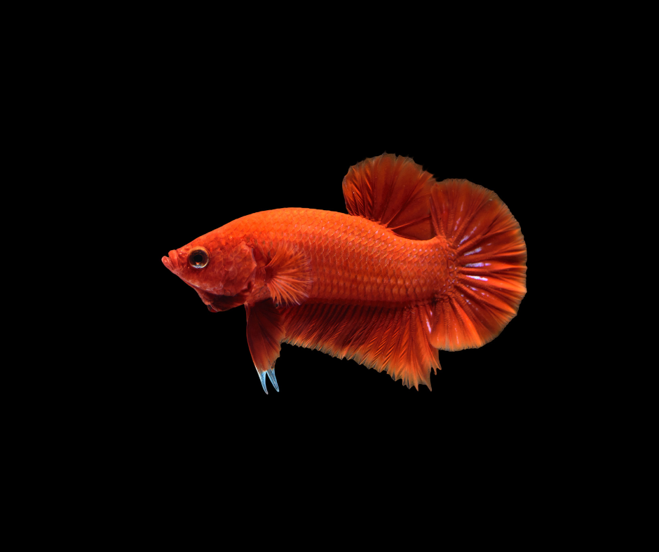 Orange Plakat Betta 