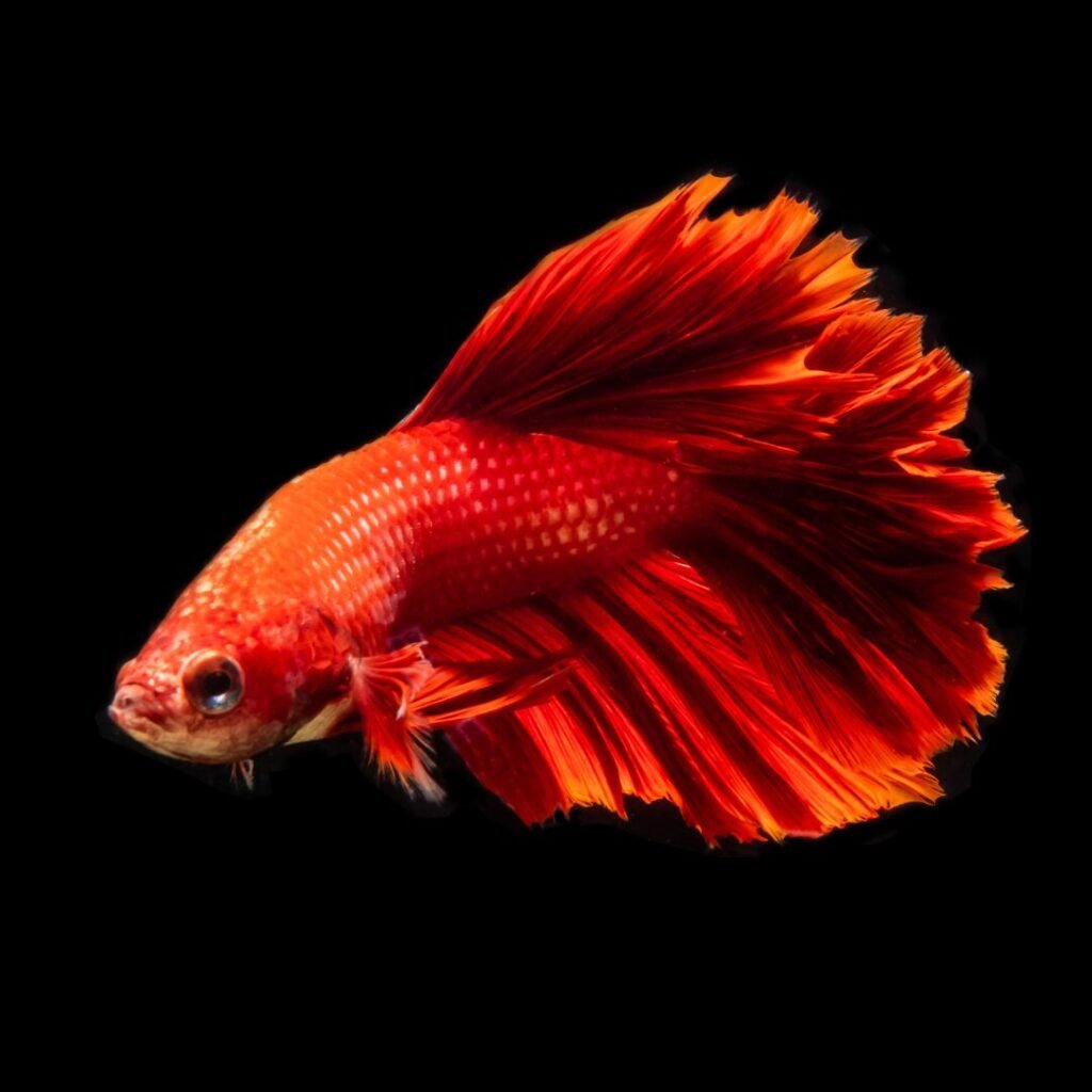 Solid Orange Betta