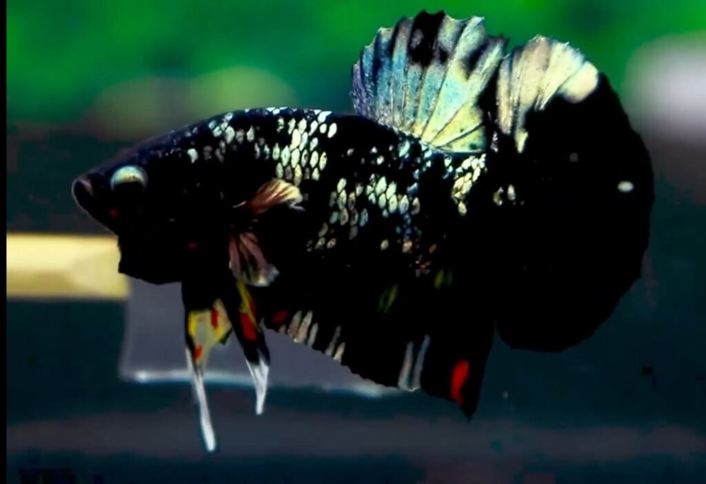 Black Star Betta Fish/Avatar Betta Fish