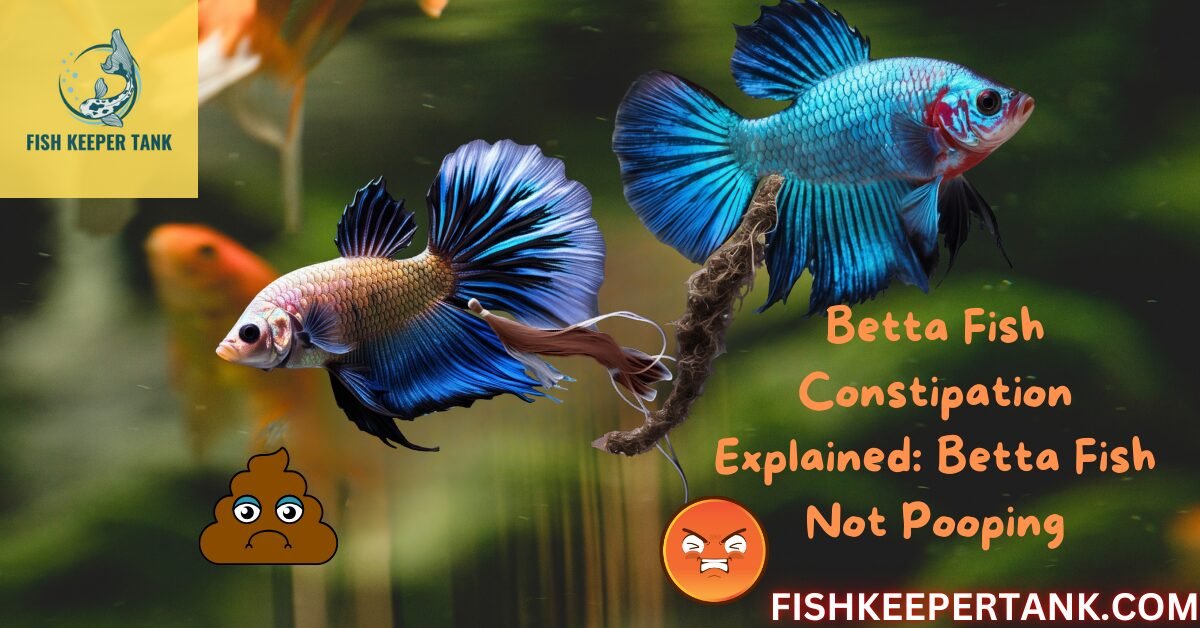 Betta Fish Constipation Explained: Guide To Betta Fish Not Pooping