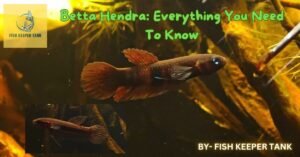 Betta Hendra Everything You Need To Know