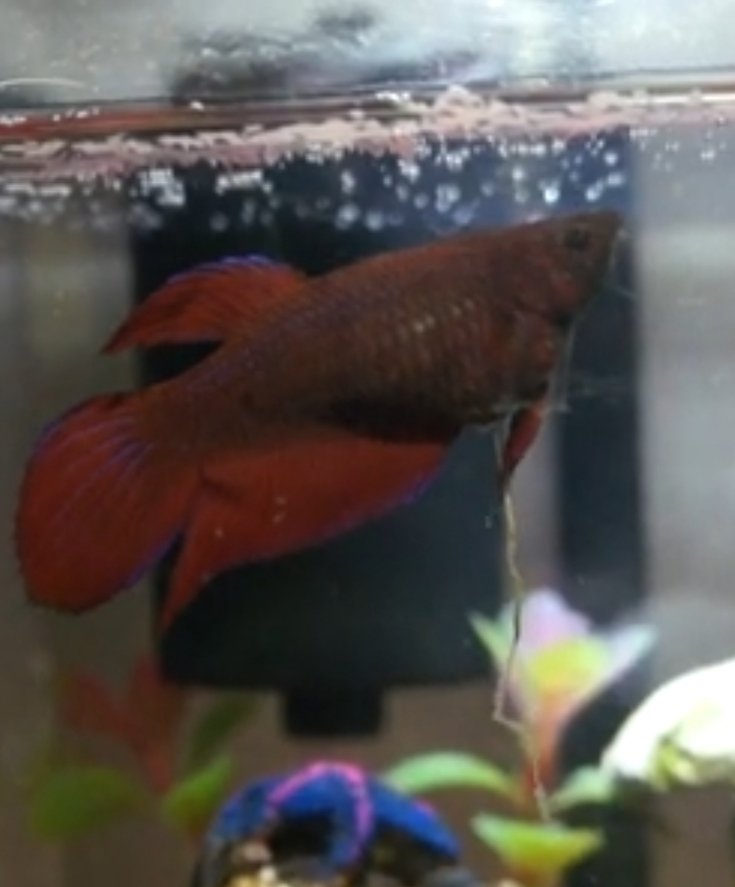 Betta Fish Constipation Explained: Guide To Betta Fish Not Pooping