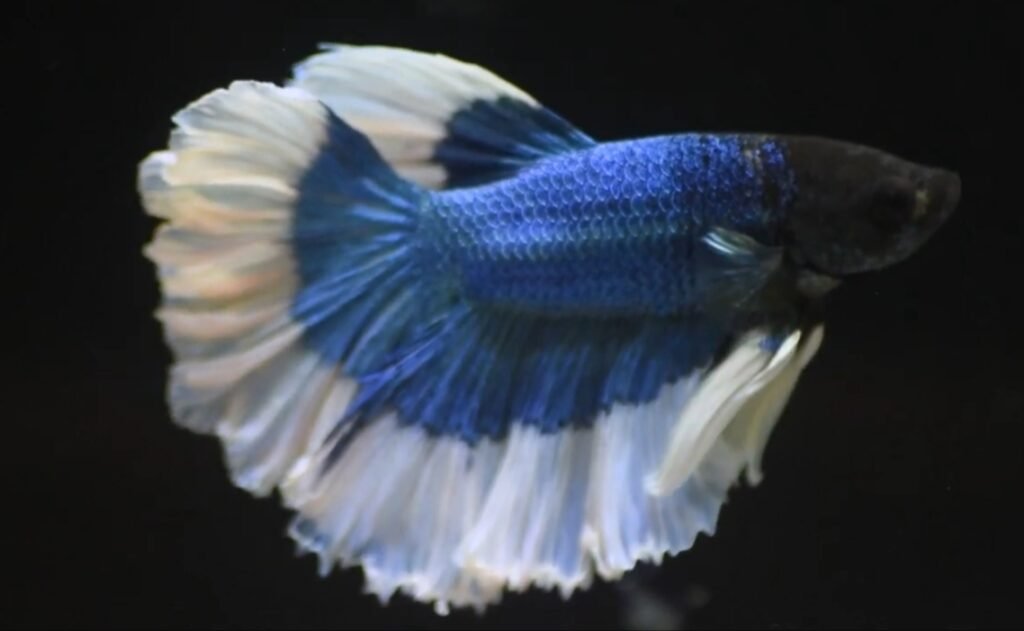 Butterfly Betta Fish