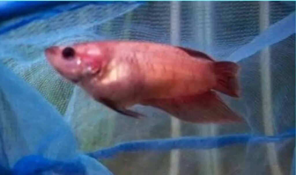 Betta Fish Constipation Explained: Guide To Betta Fish Not Pooping