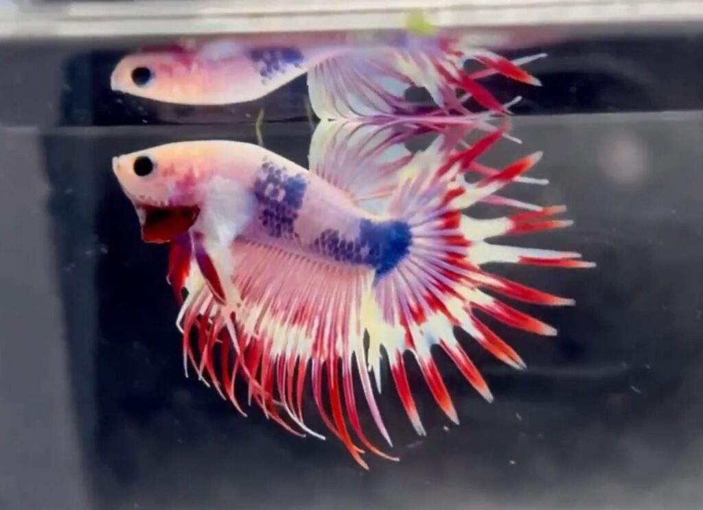 Crowntail Betta Fish