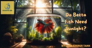 Do Betta Fish Need Sunlight? Fish Tank Guide