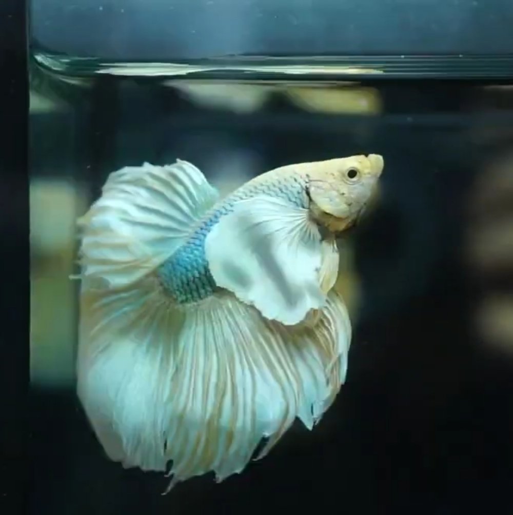 Dumbo/Elephant Ear Betta Fish