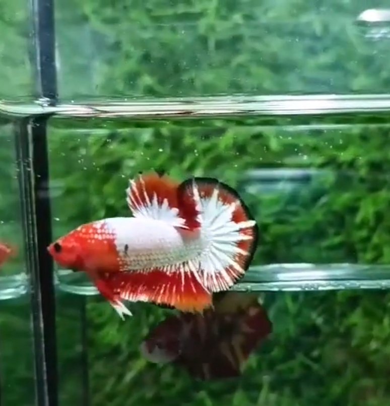 Fancy Copper Indo Betta Fish