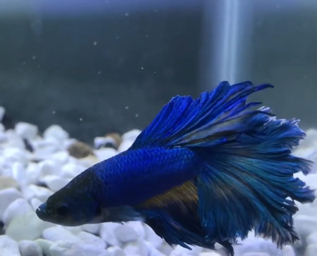 Feathertail Betta Fish