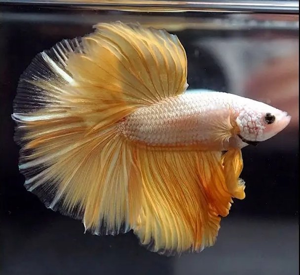 King of Gold Dragon Betta Fish