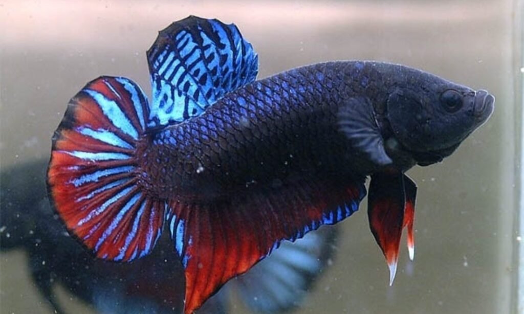 Plakat Betta Fish