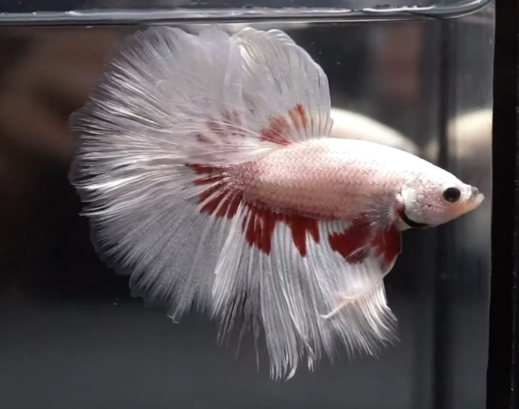 Rose White Platinum Dragon Betta Fish