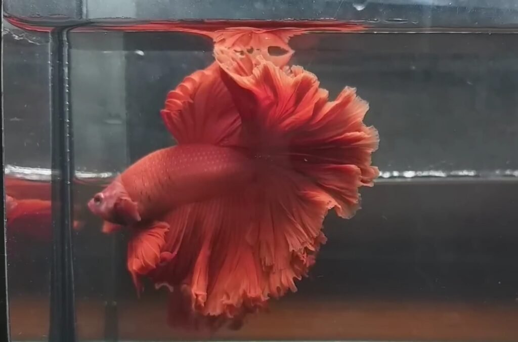 Rosetail Betta Fish