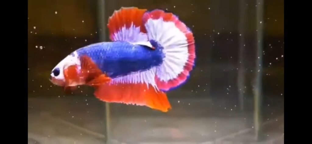 Thailand Flag Betta Fish