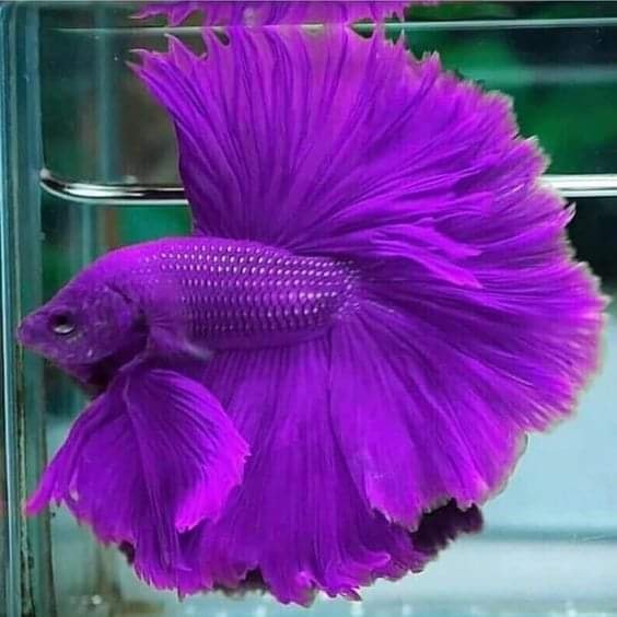 True Purple Betta Fish