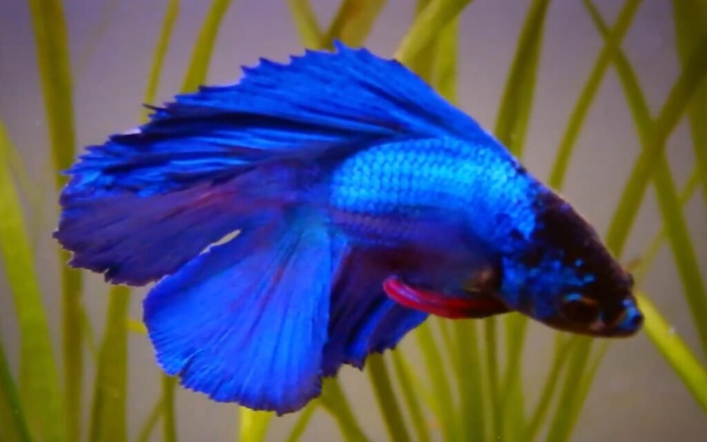 Twin Tail Betta Fish