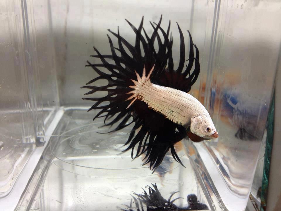 White Dragon King Betta Fish