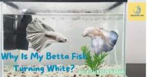 Why Is My Betta Fish Turning White?