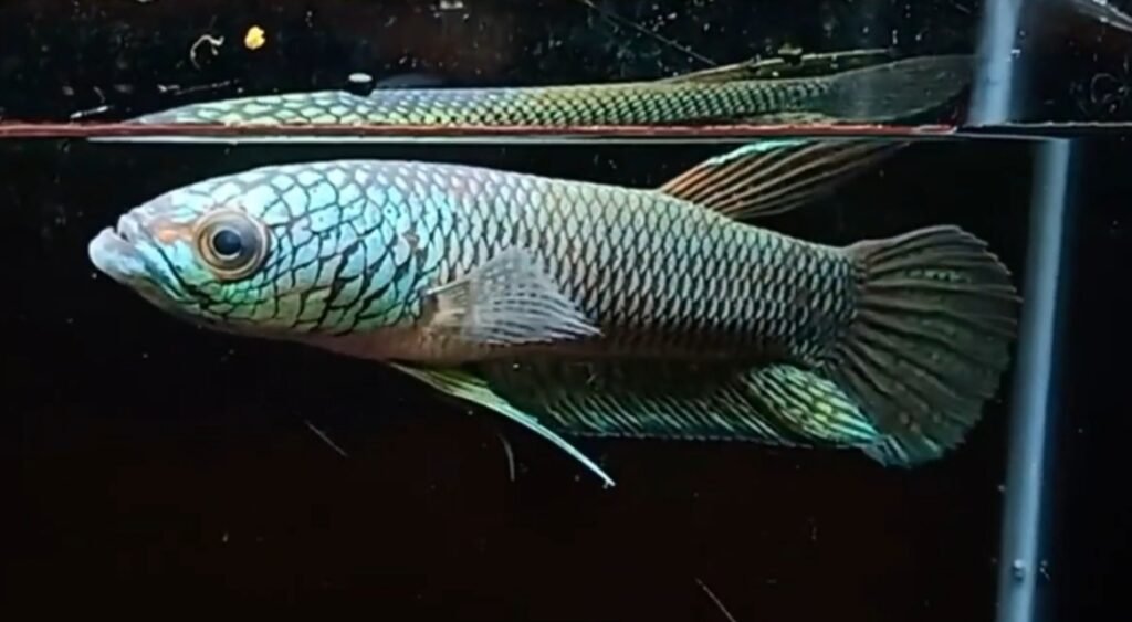 Wild Betta Fish