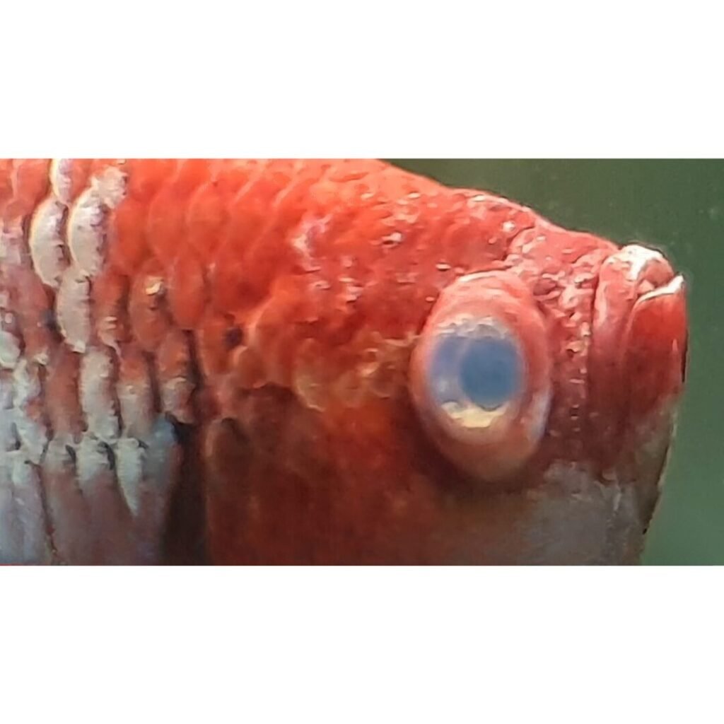 Betta Fish Cloudy Eyes: Guide To Cure Cloudy Eyes in Betta Fish