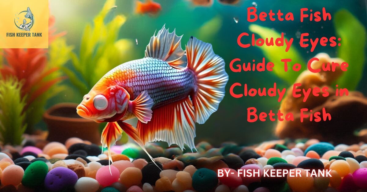 Betta Fish Cloudy Eyes: Guide To Cure Cloudy Eyes in Betta Fish