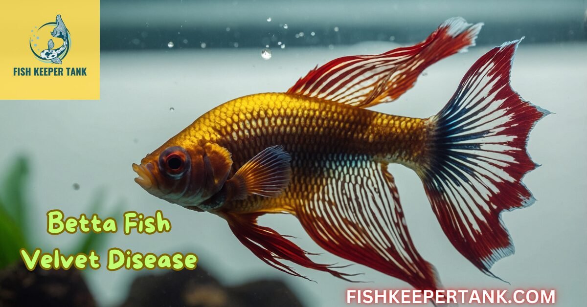 Betta Fish Velvet Disease: Understanding, Treating, and Preventing This Common Ailment