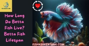 How Long Do Betta Fish Live? Comprehensive Guide to Betta Fish Lifespan