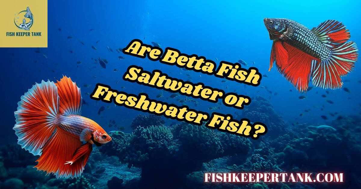 Are Betta Fish Saltwater or Freshwater Fish? Discover Their True Habitat