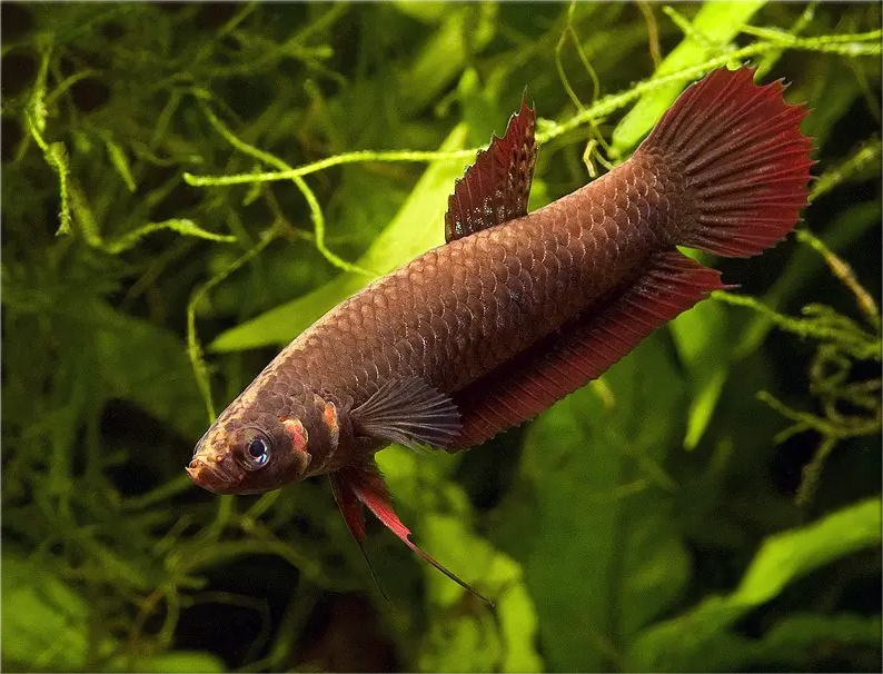 Betta Coccina The Red Betta Fish