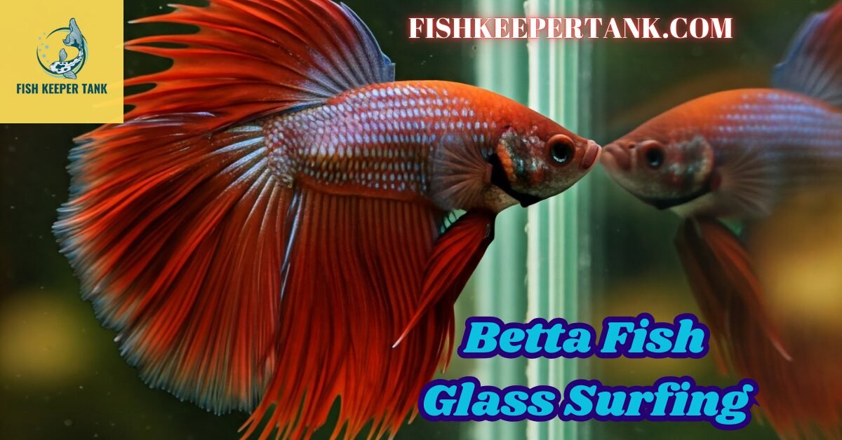 Betta Fish Glass Surfing: Betta Fish Chasing Reflection