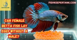 Can Female Betta Fish Lay Eggs Without a Male?