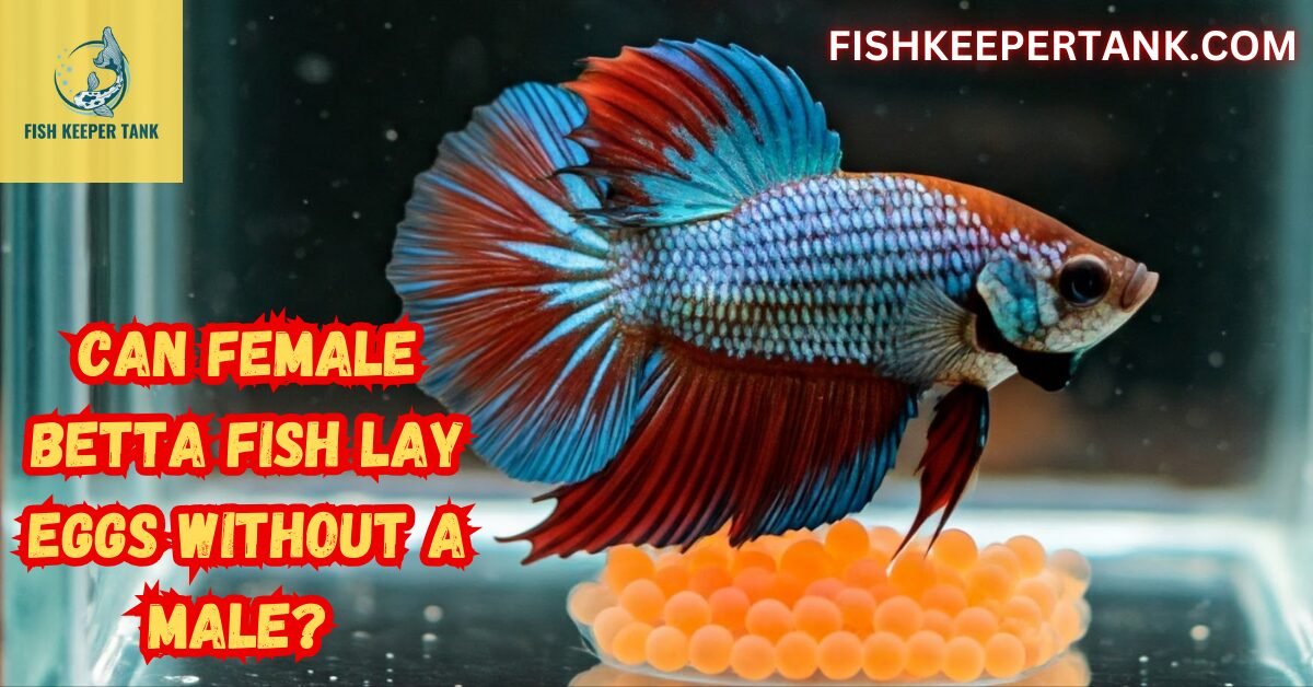 Can Female Betta Fish Lay Eggs Without a Male?