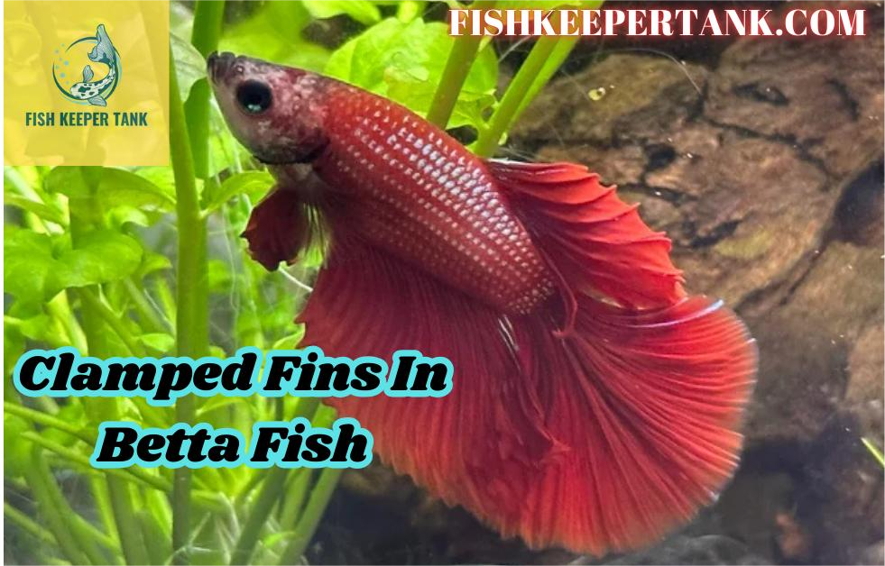 Clamped Fins In Betta Fish