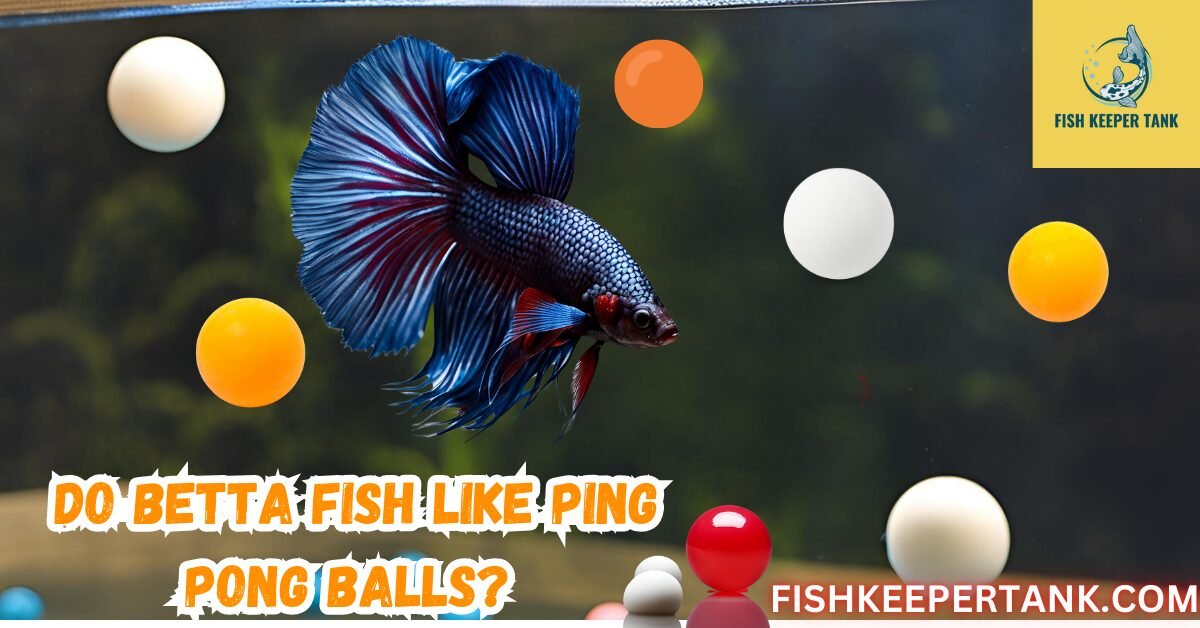 Do Betta Fish Like Ping Pong Balls? Fish Keeper Tank Guide