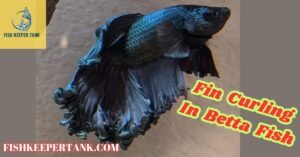 Fin Curling In Betta Fish