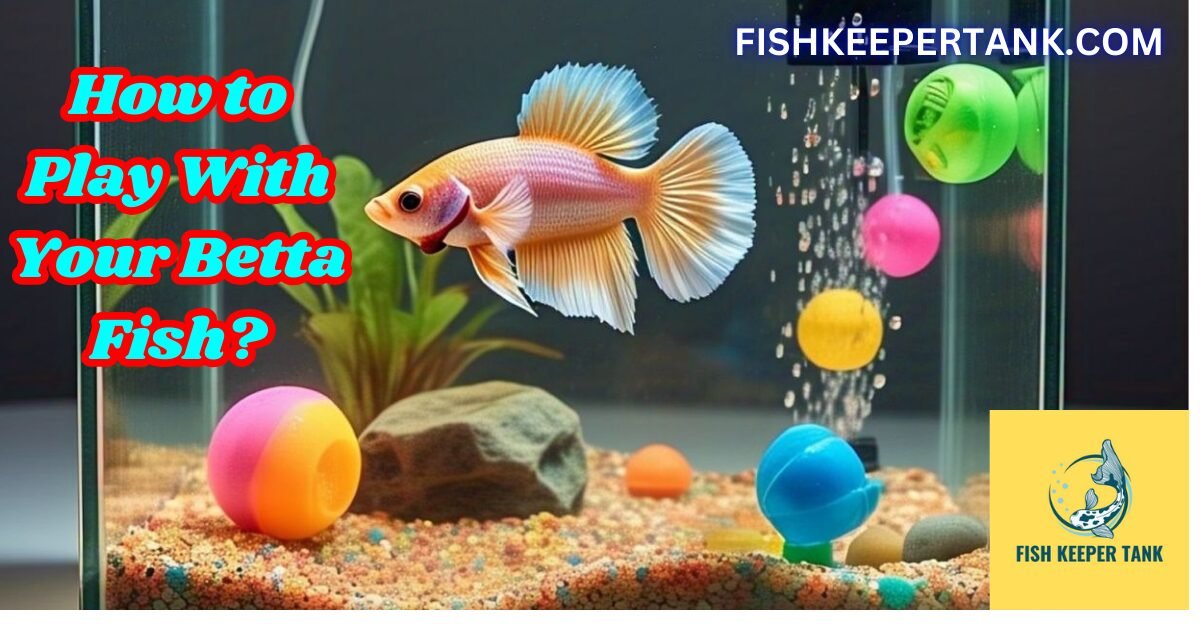 How to Play With Your Betta Fish? The Ultimate Guide to Fun and Enrichment