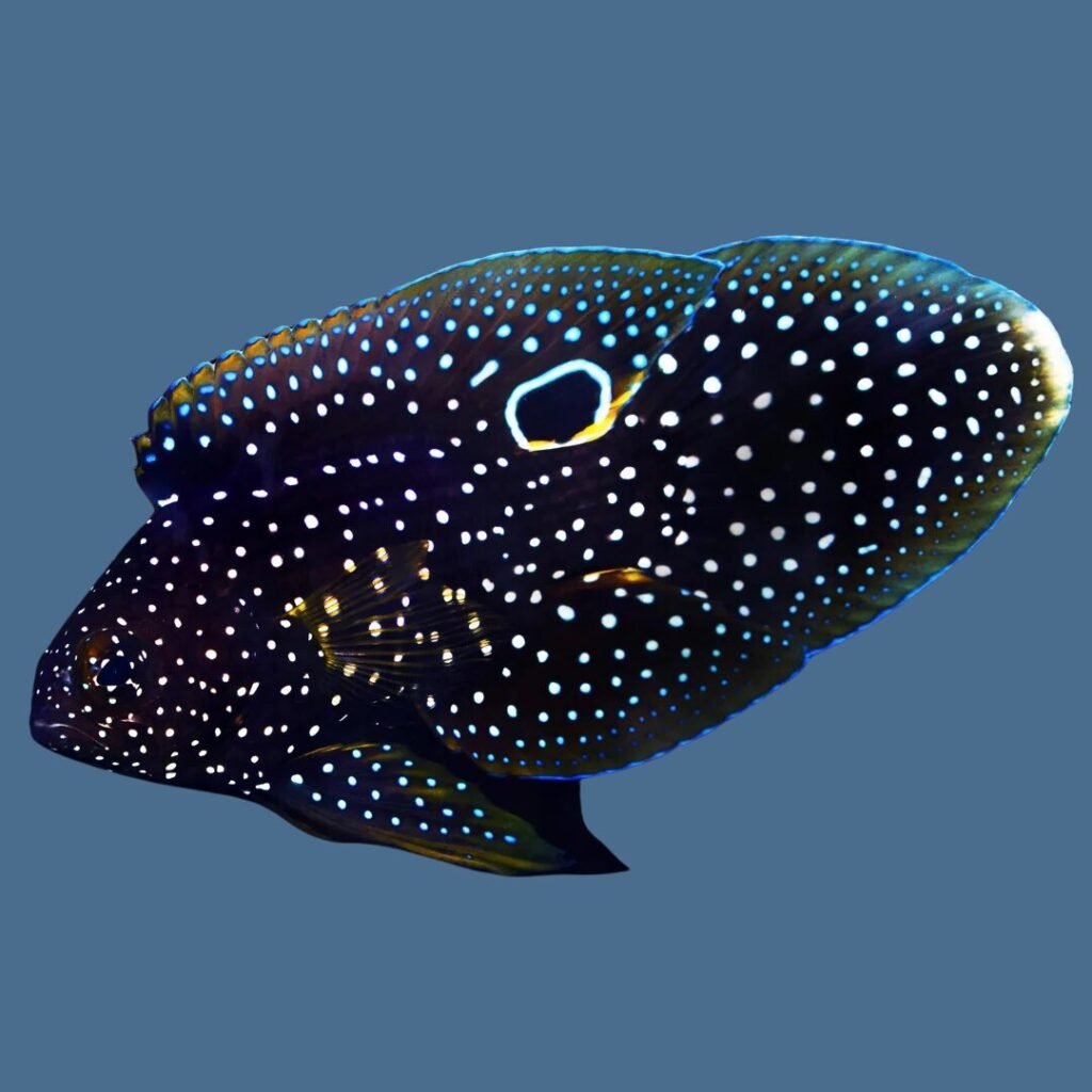 Marine Betta