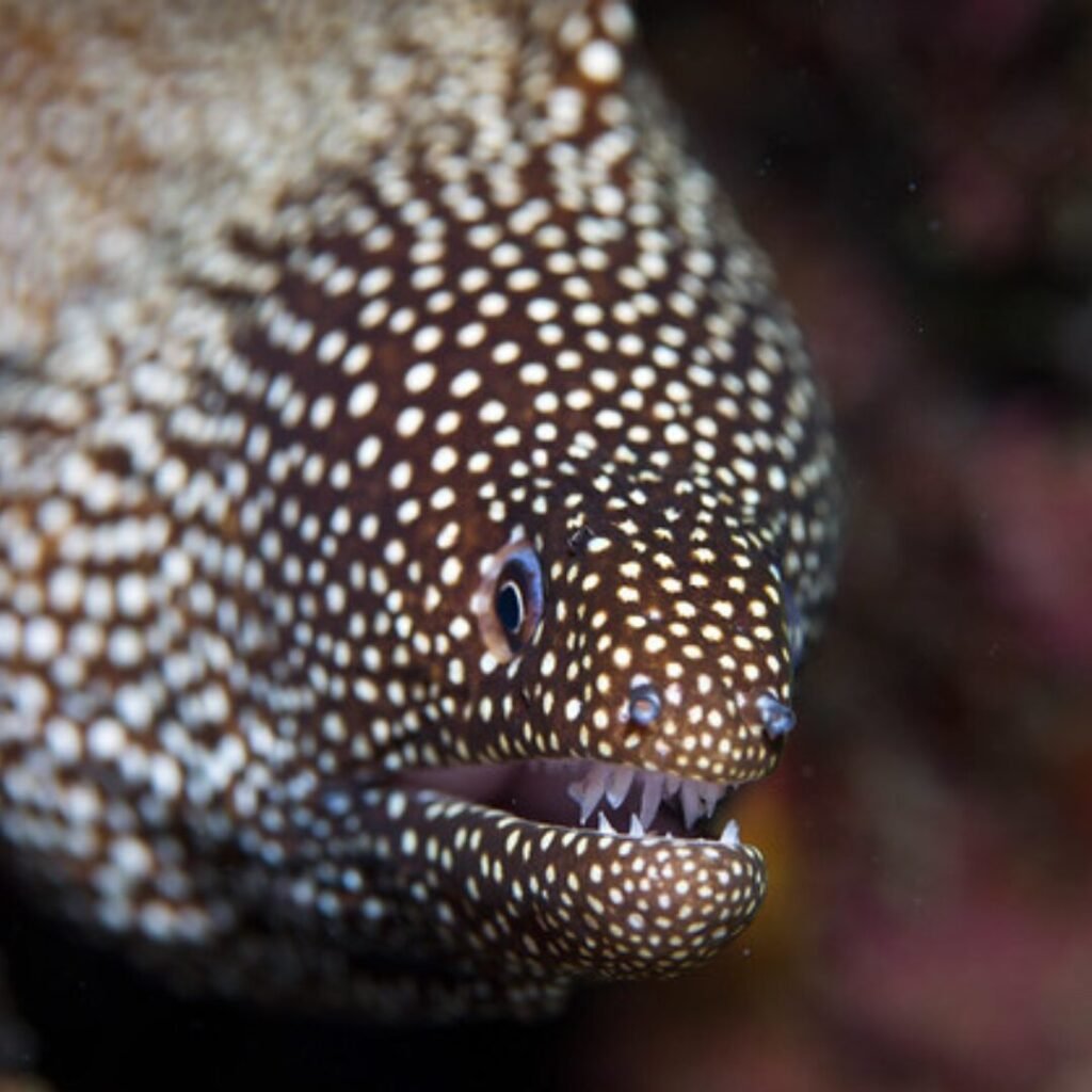Marine Betta Fish