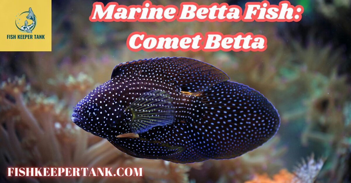 Marine Betta Fish: Comet Betta